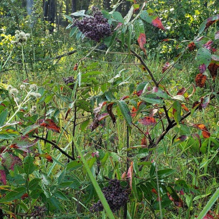 Near Prairie Trail
