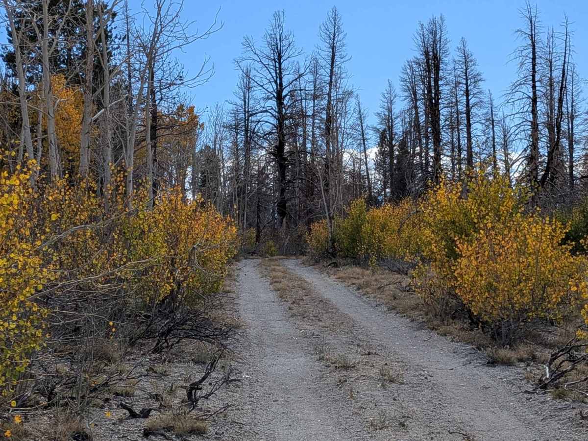FS 1S166 trail photo