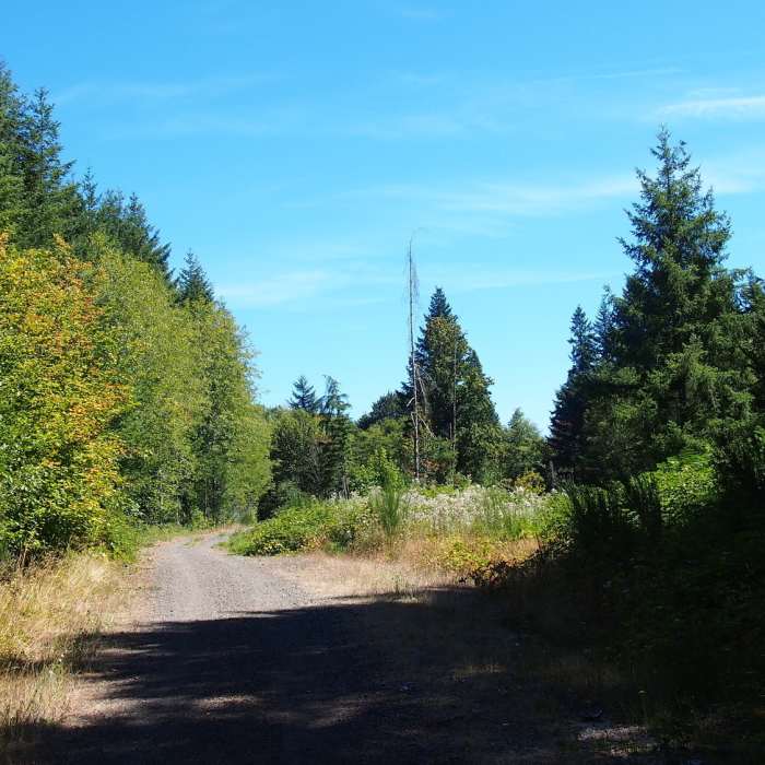 Near Crown Zellerbach Trail