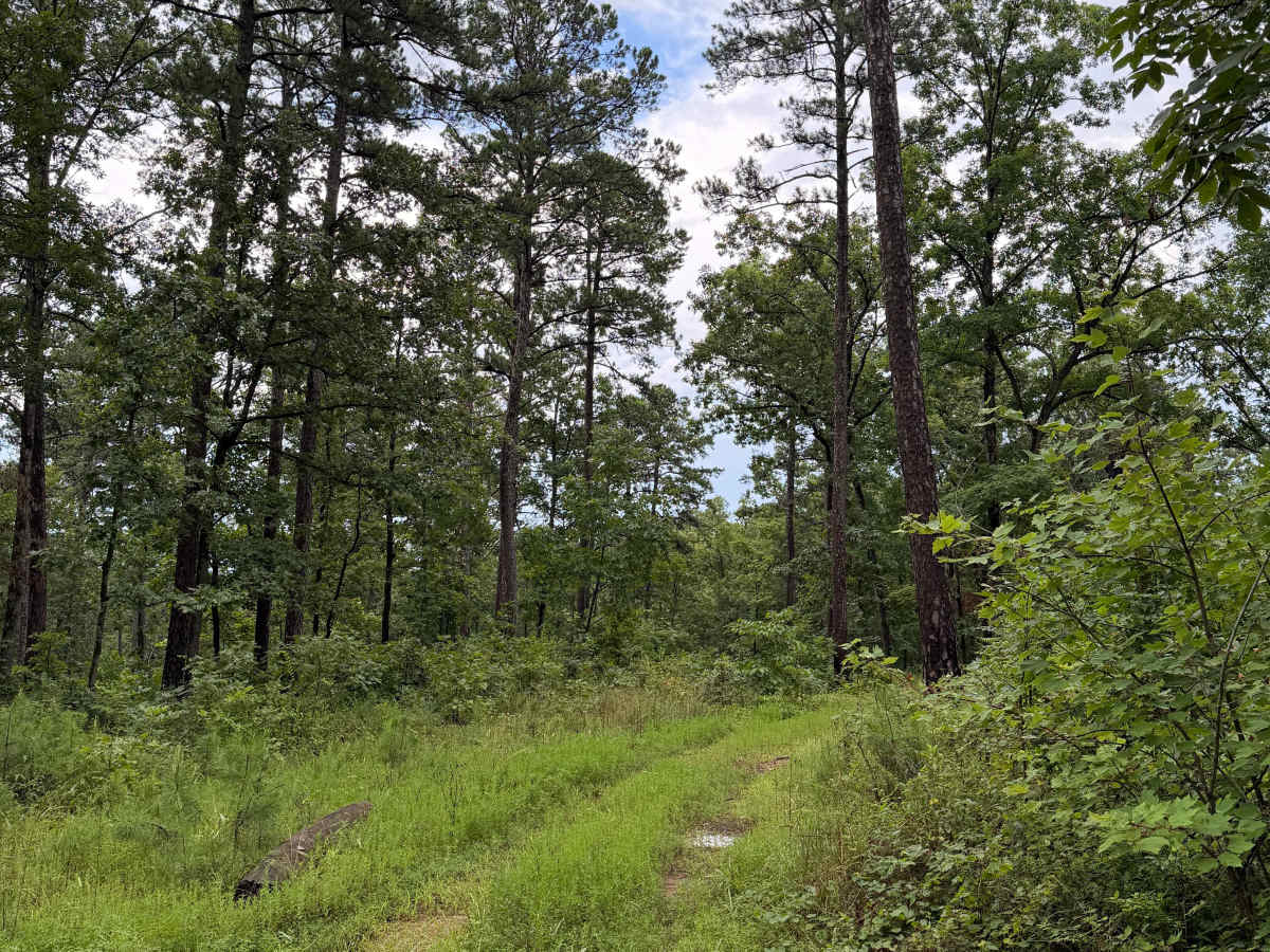 Surprise - FS 93022 trail photo