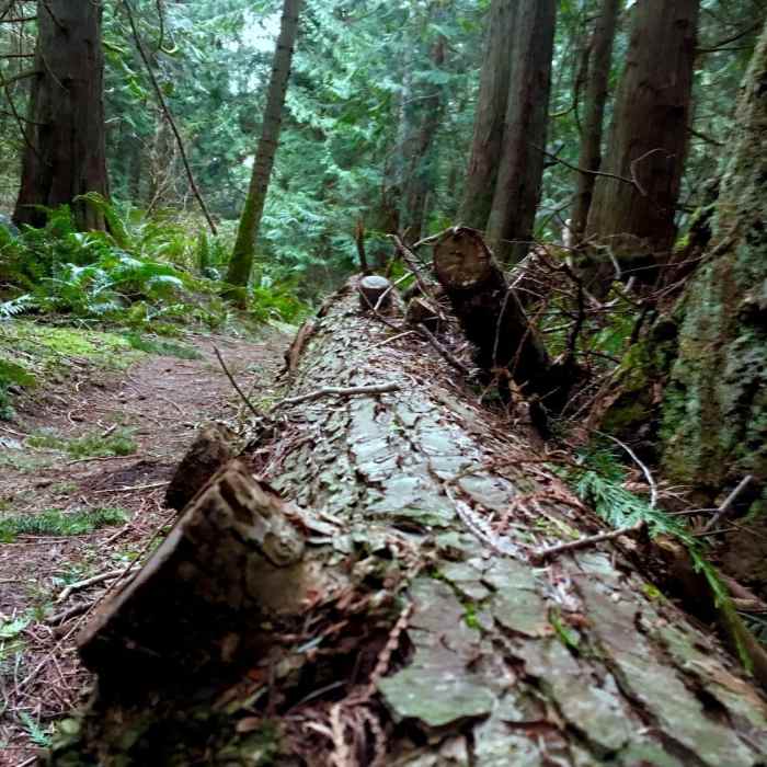 Near Trail 10