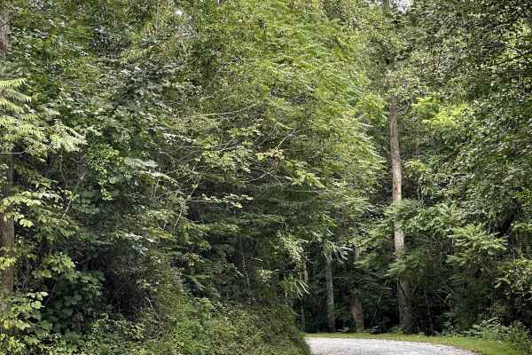 Shallow Creek Road