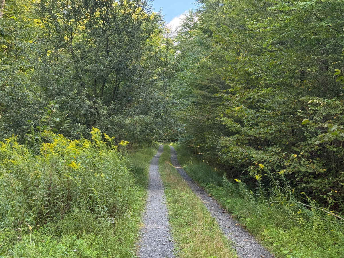 Bucklick A - FS 176A photo 5