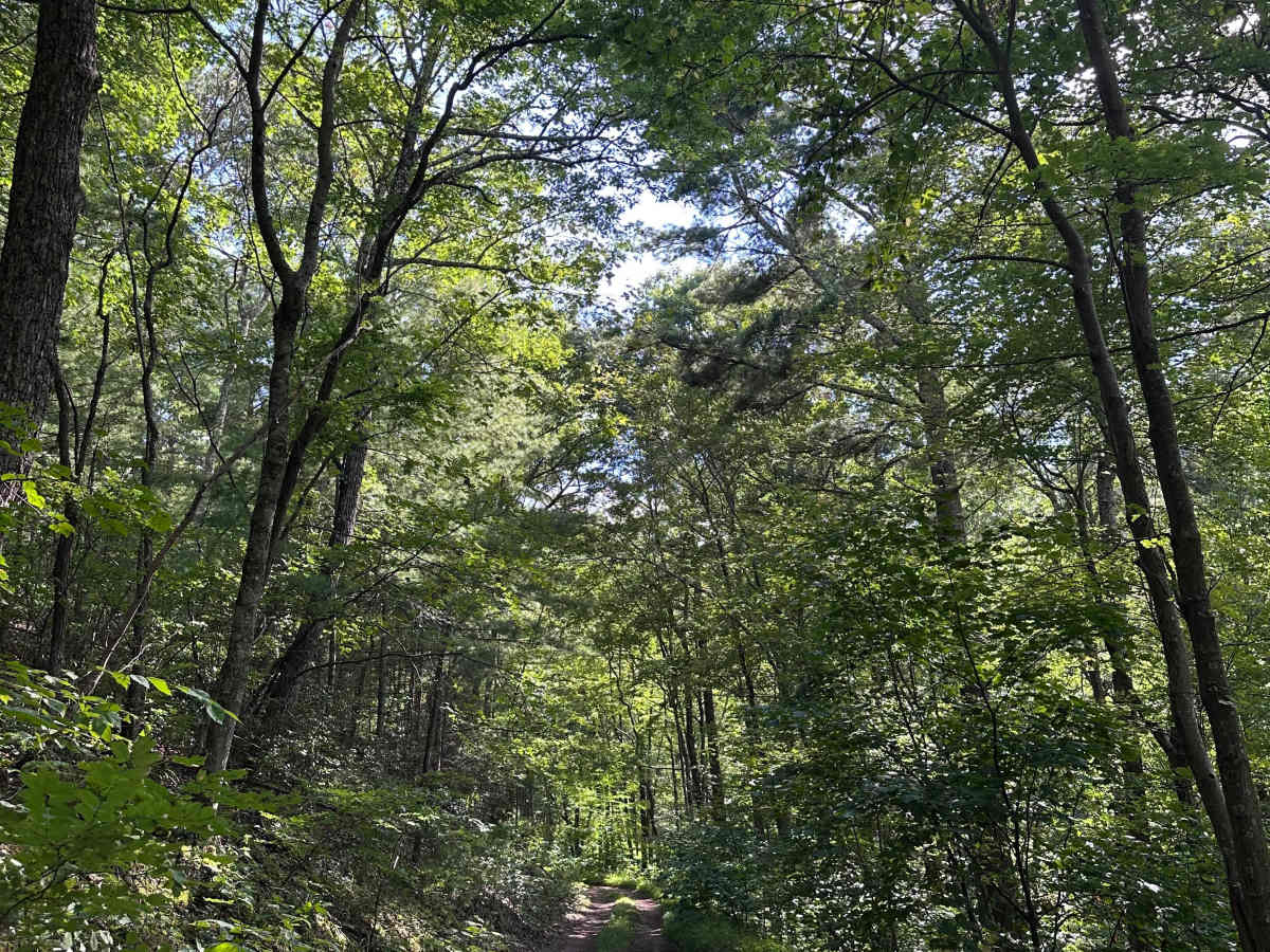 Old Man Run - FS 1117 photo 2