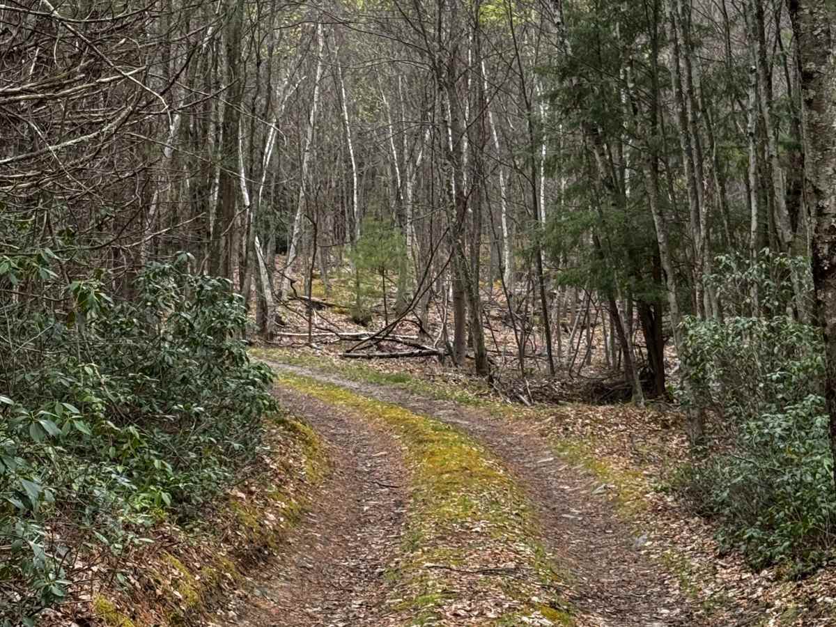 Sprout Springs Trail photo 5