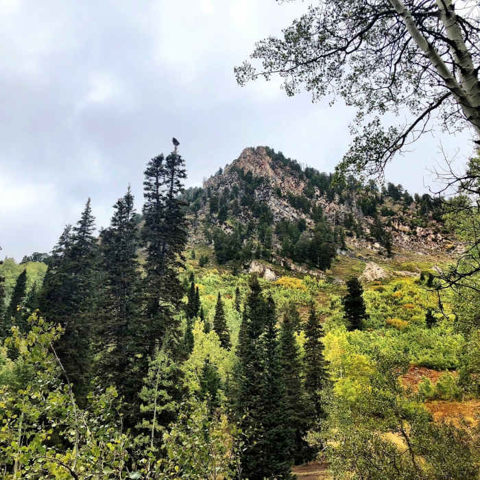 Near White Canyon Trail