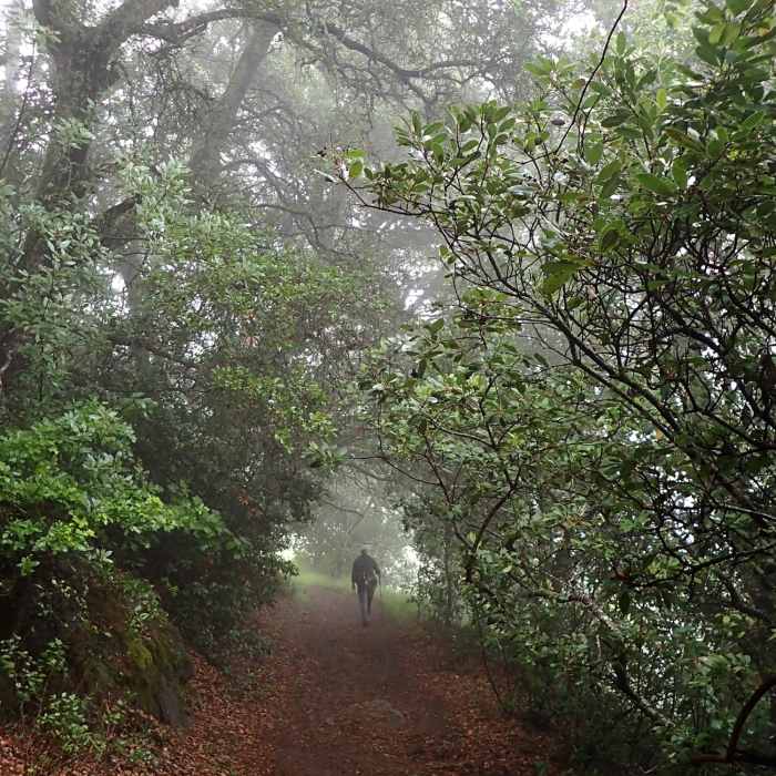 Near Lower Oat Hill Mine Trail
