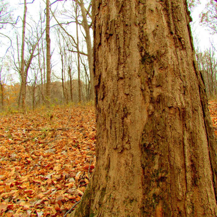 Near Camp Creek Trail Near Camp Creek Trail