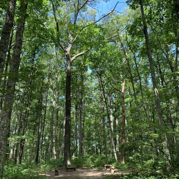 Ring of benches at the end of the trail. Near Henry Hollow and Ridgetop