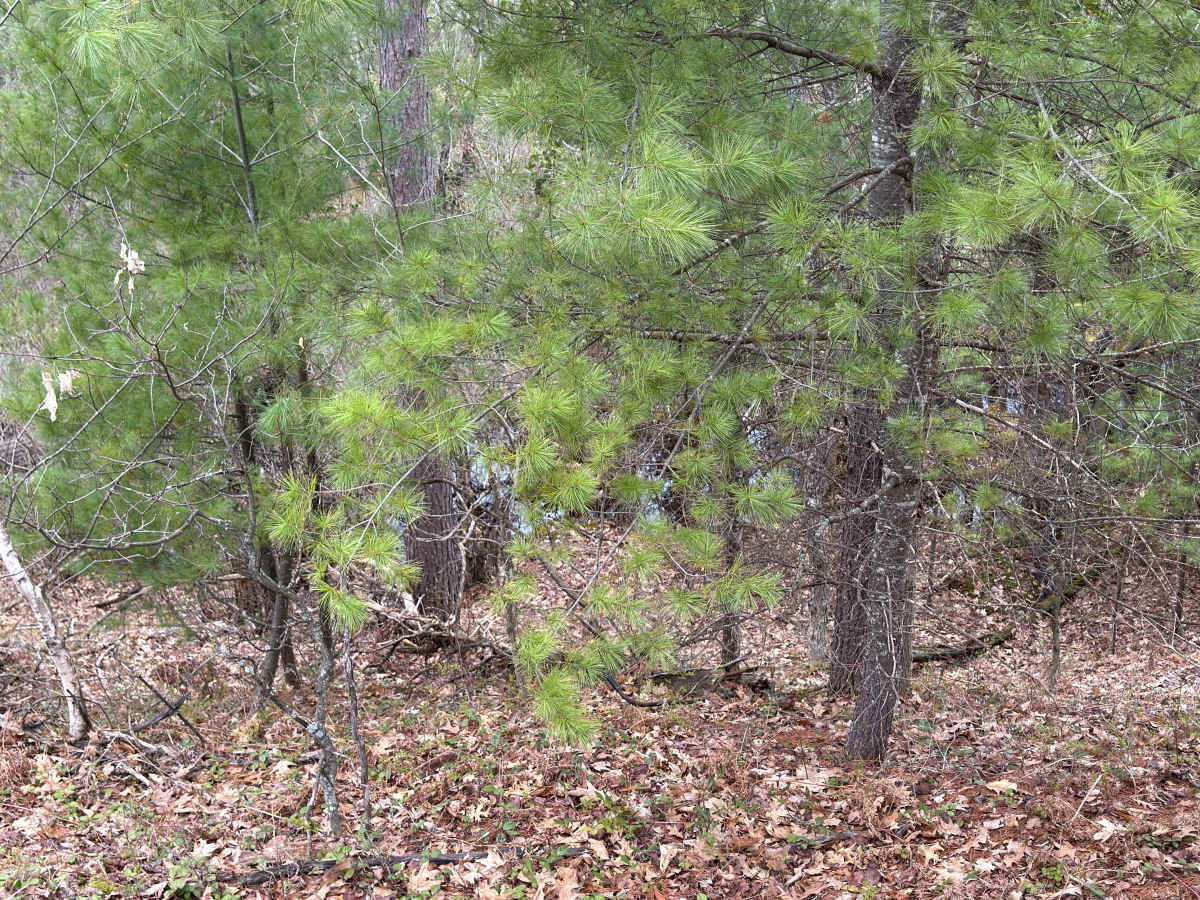 Wandering Trail photo 2