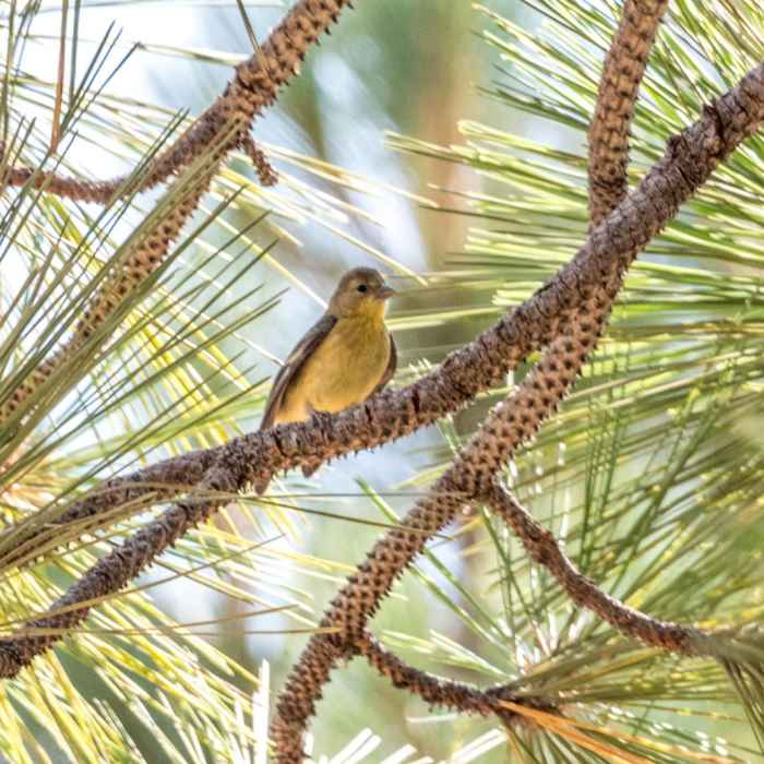 Near Minshall Trail to Stonewall Mine Loop Near Minshall Trail to Stonewall Mine Loop