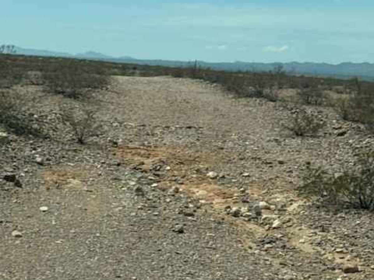 BLM SS1031 photo 3