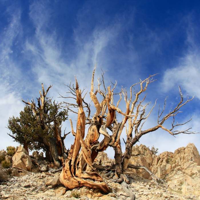 Near Methuselah Loop Trail
