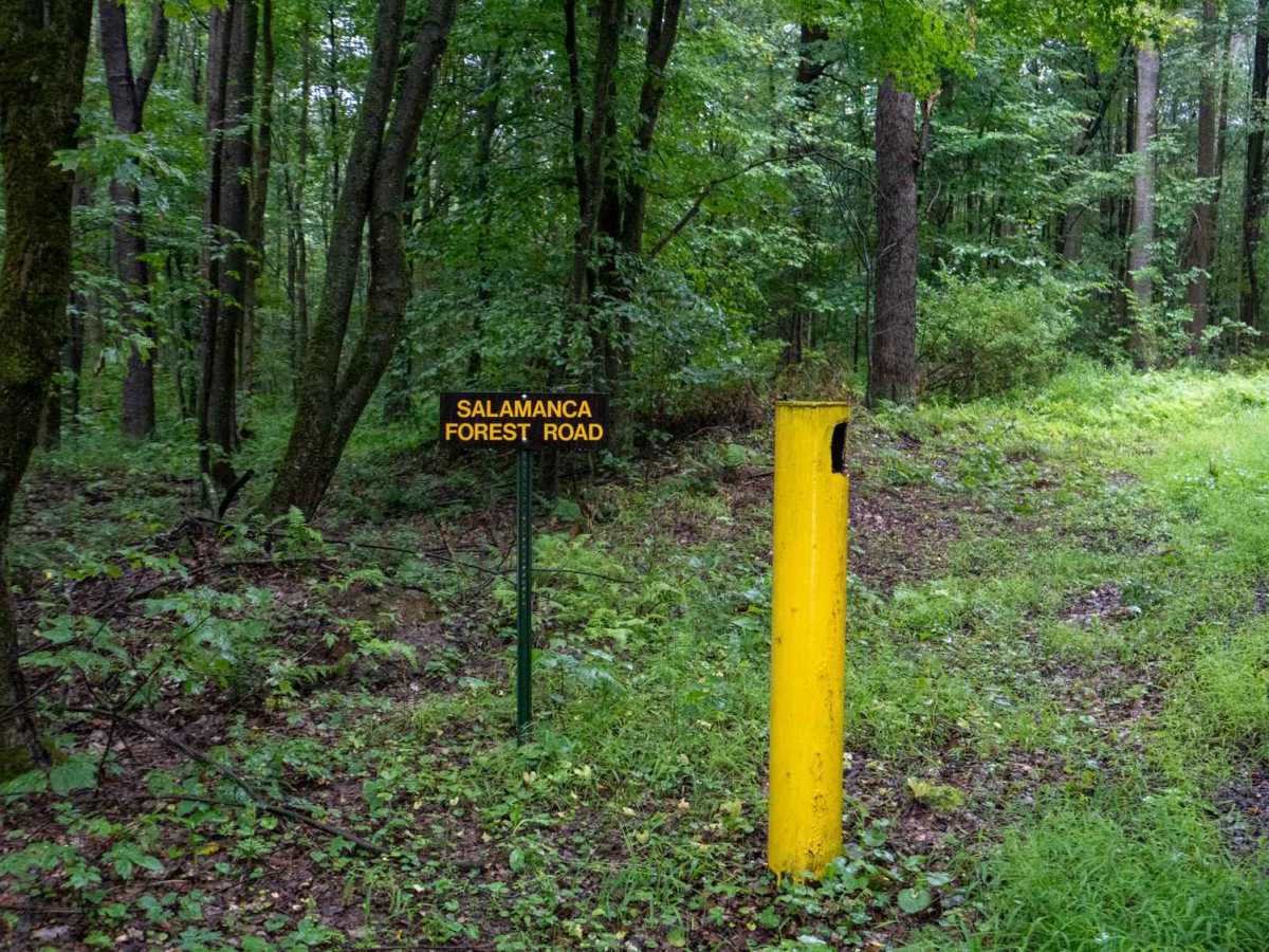  Salamanca Forest Road photo 2