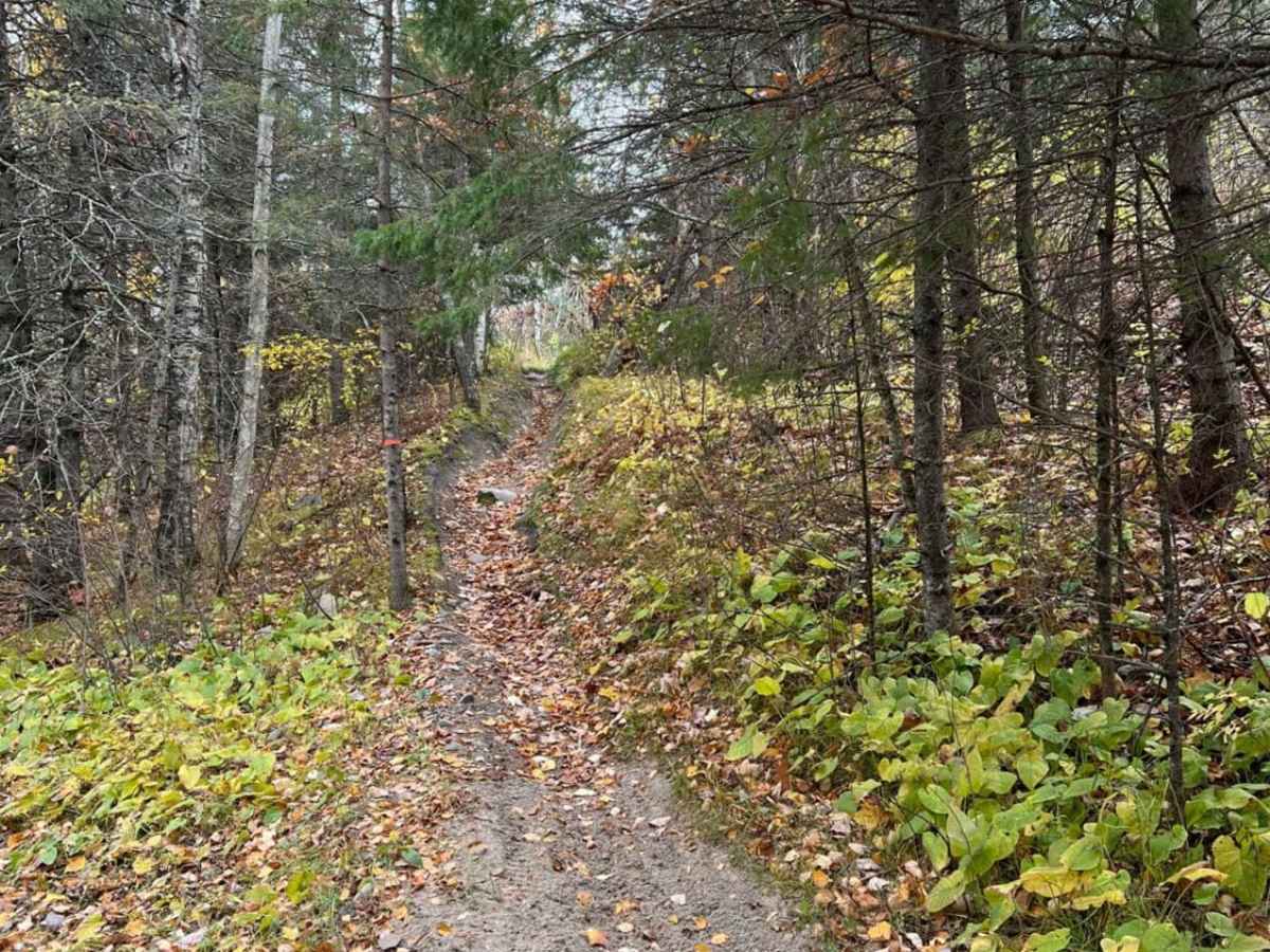 Paul Bunyan Southern Single Track Bypass photo 2