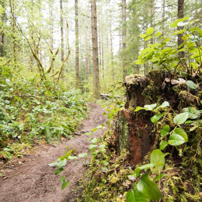 Near Spirit Falls on Alex Creek