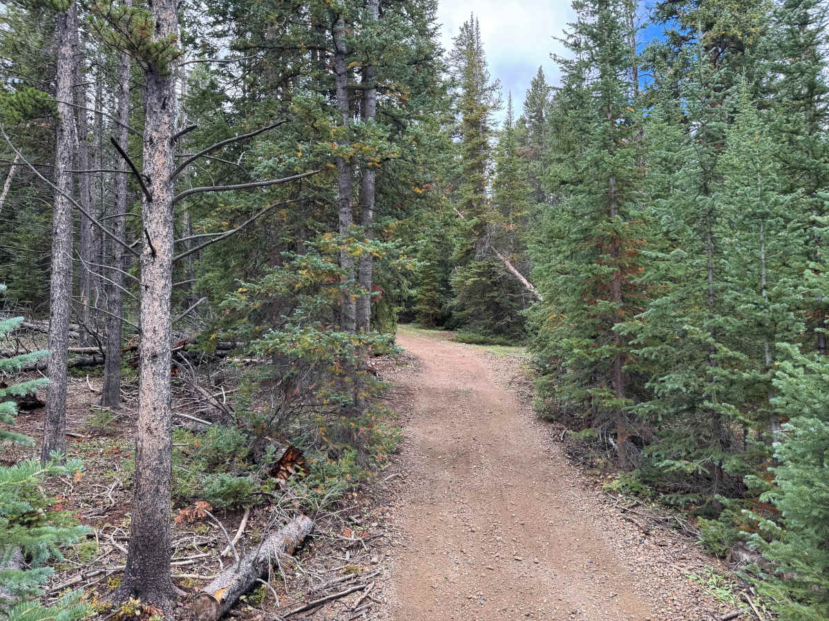 Forest Queen Road photo 3