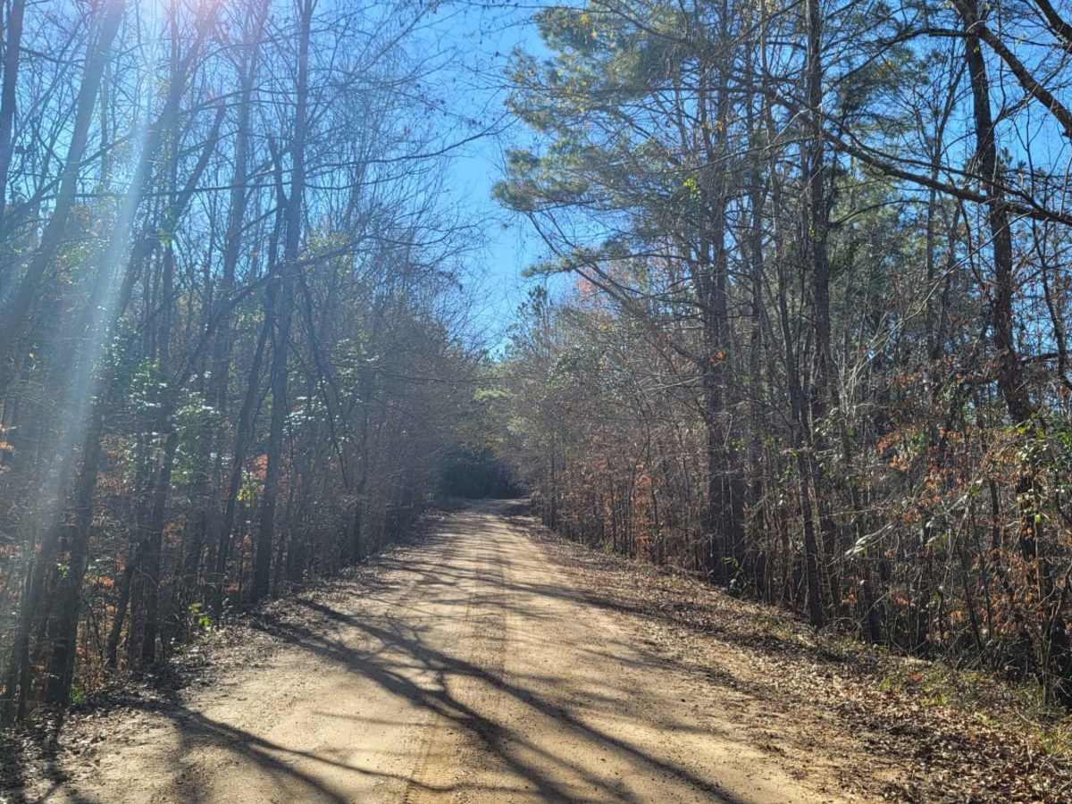 Kisatchie National Forest Camp and Trail photo 2