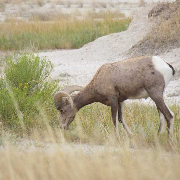 Near Badlands: Medicine Root/Castle/Saddle Pass Loop