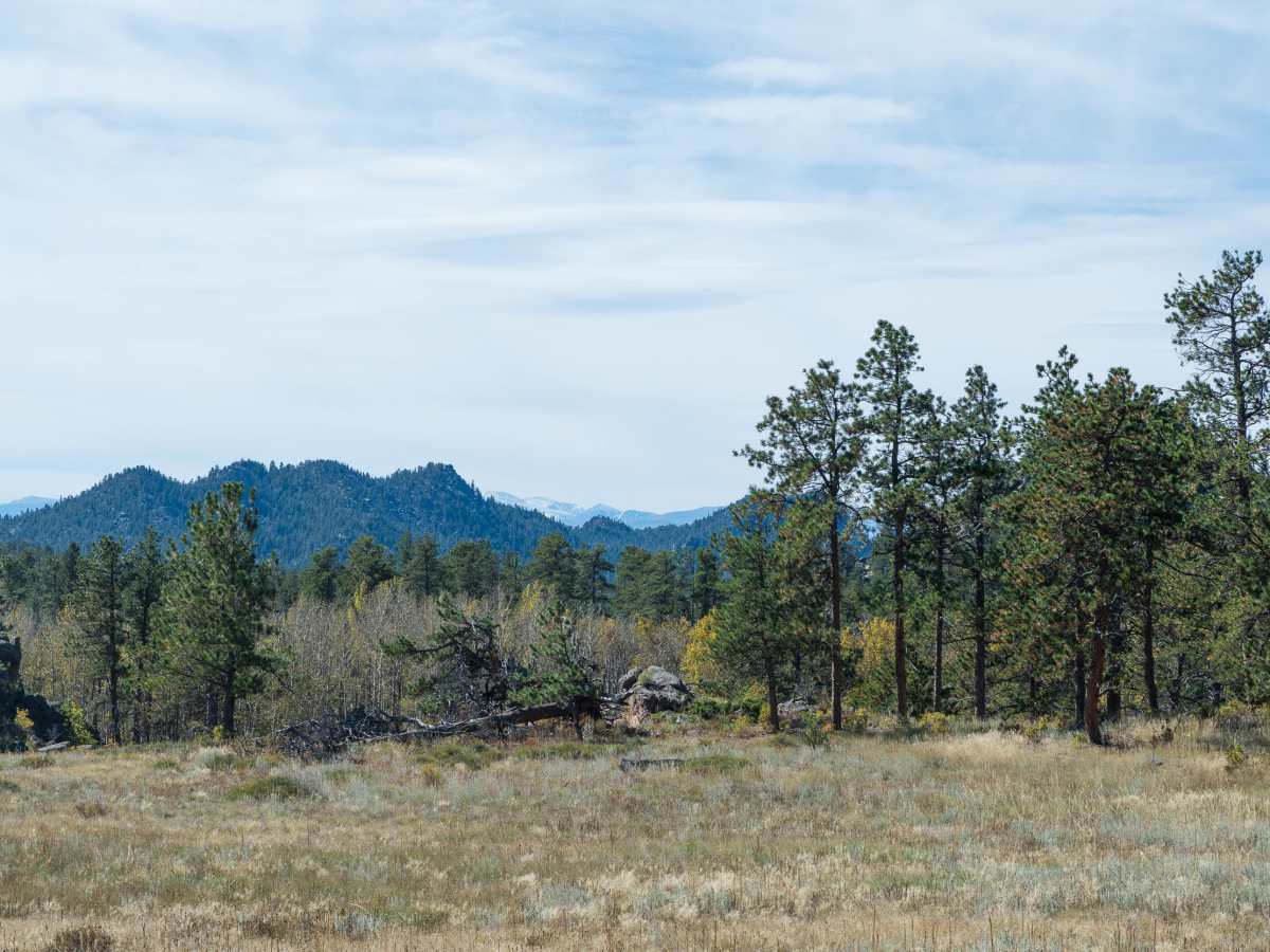 Forest Service Road 181C photo 2