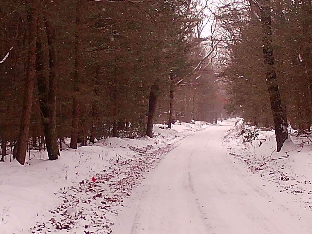 Butternut Grove Road photo 5