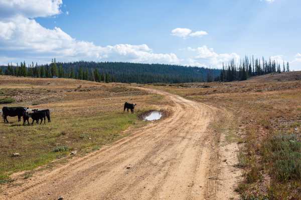 Silver Meadows - FS 70174