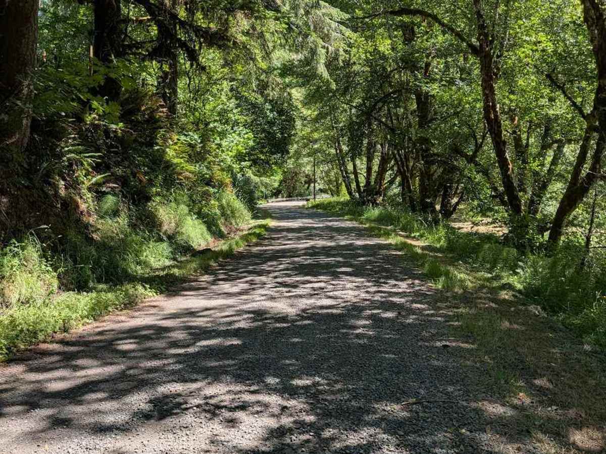 Yachats River Road - FS 54 photo 4