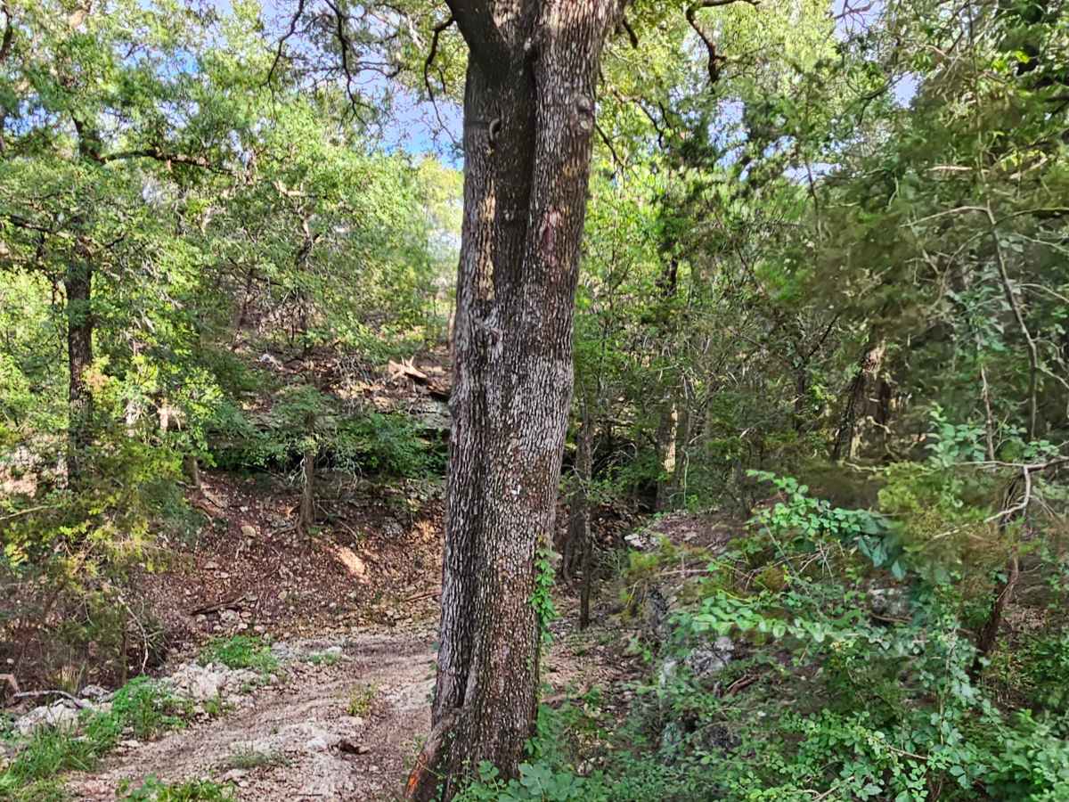 Savannah Oak Cave photo 6