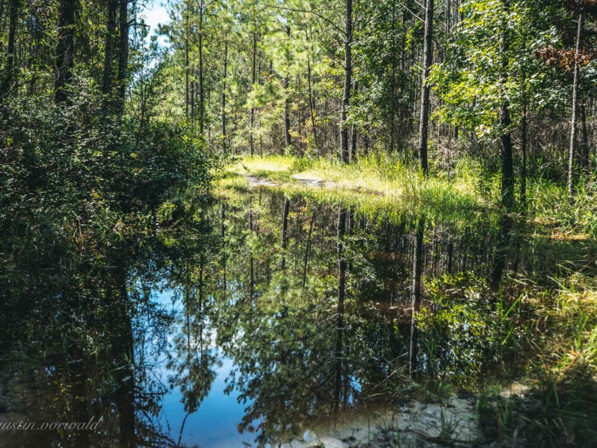 Catface Swamp Road - North photo 5