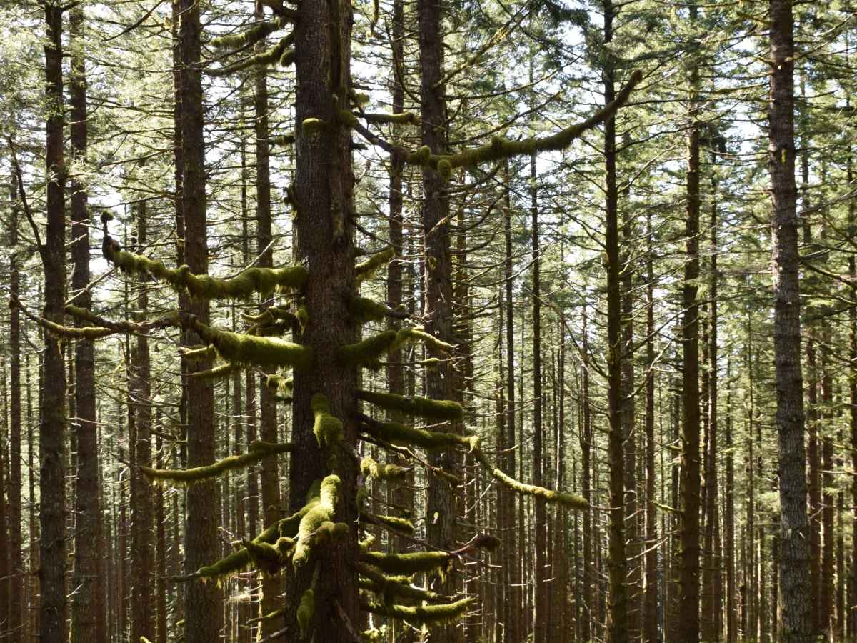 Fairview trail photo