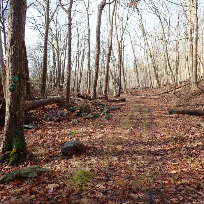 Near Fingerboard Mountain Loop