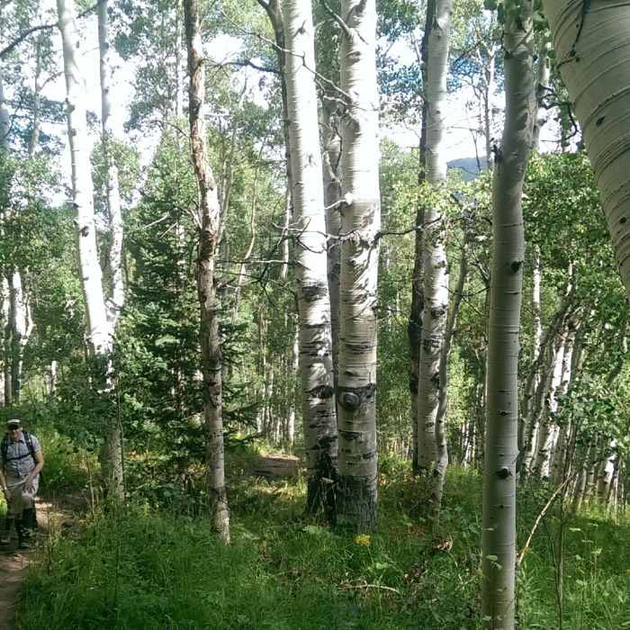 Near Strawberry Lane