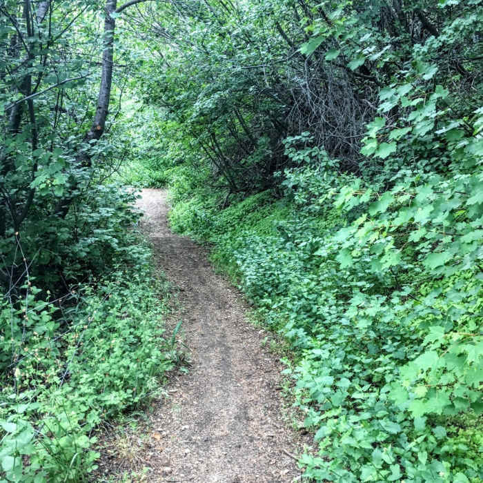 Near Five Mile Gulch