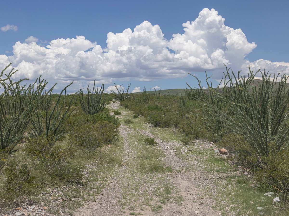 BBRSP Cat Spring Road trail photo
