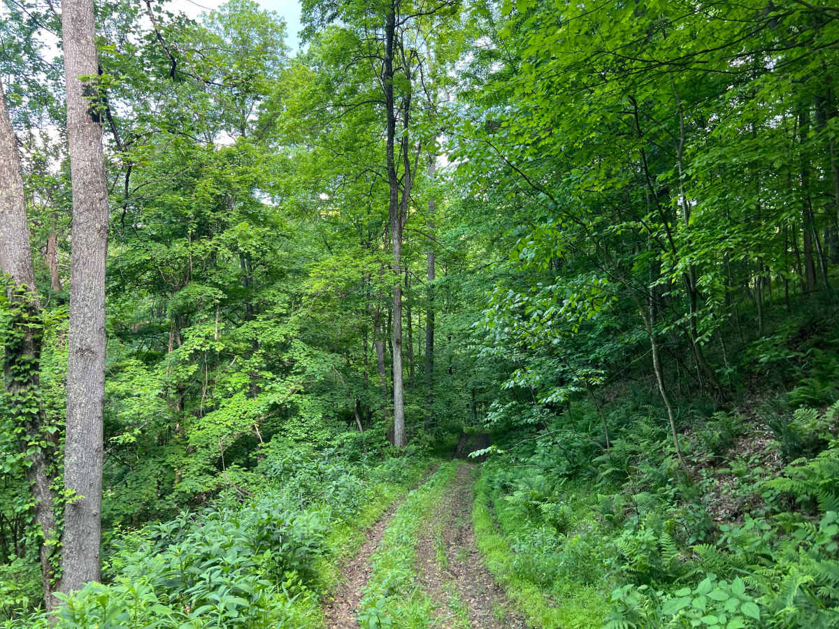 KC11 trail photo