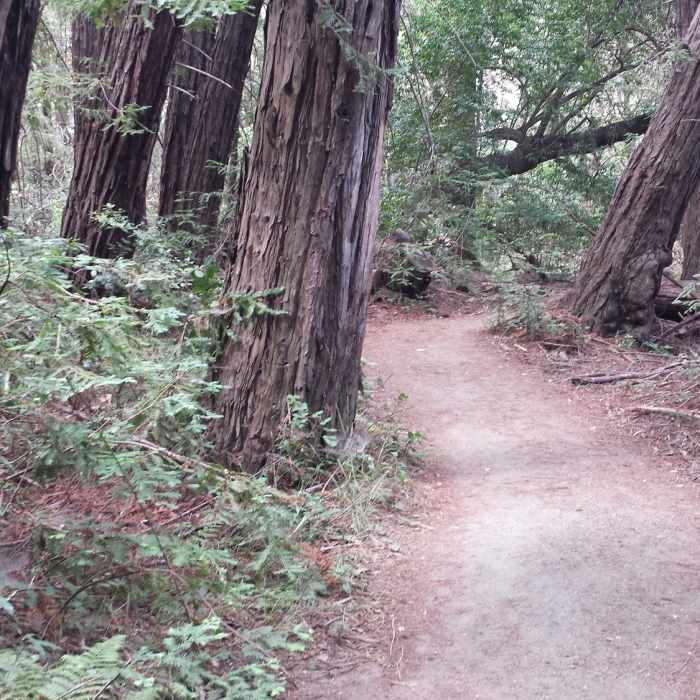 Winding through the redwoods Near Redwood Trail