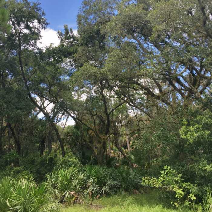 Near Green Trail