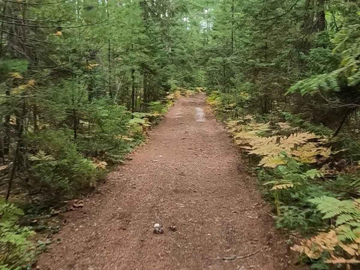 Thede - FS 3222 trail photo