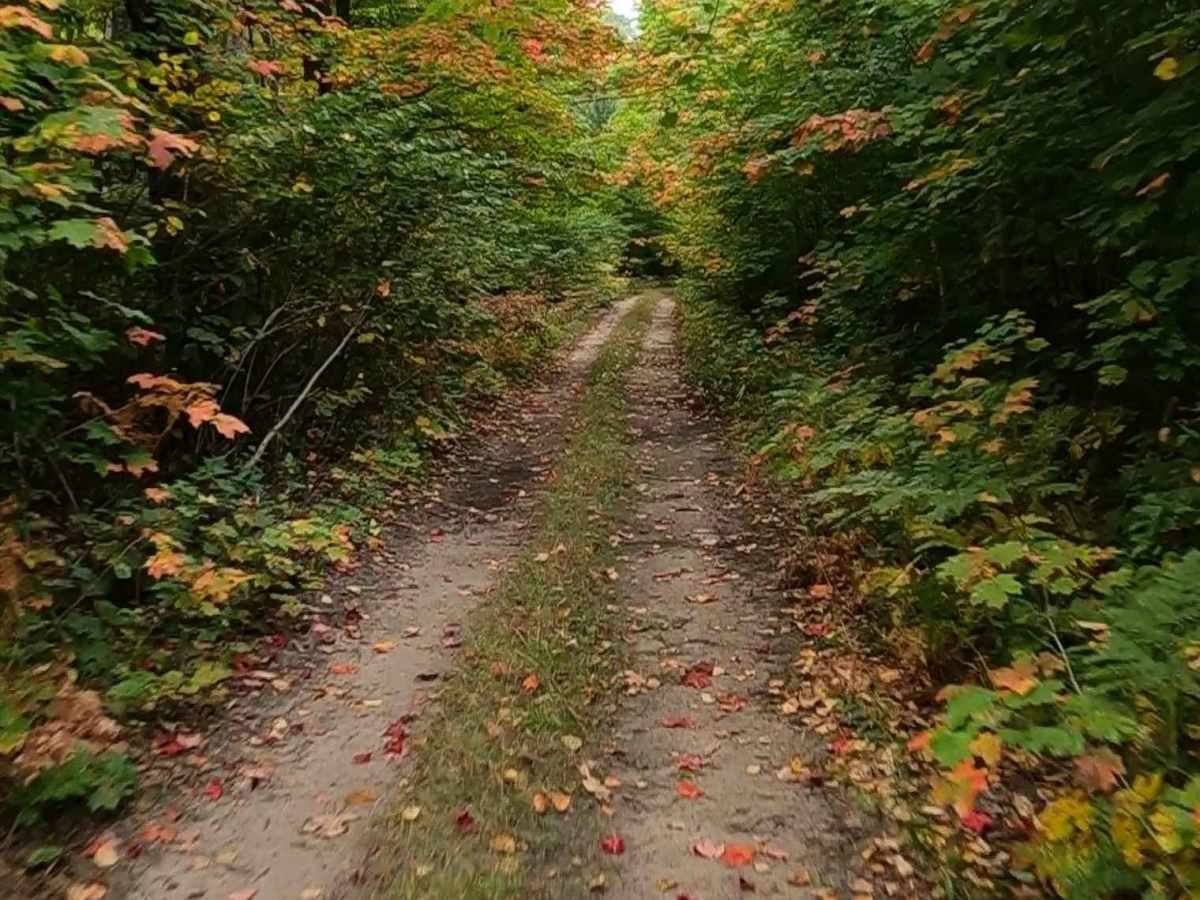 Dollar Lake Truck Trail (ORV Route A) photo 3