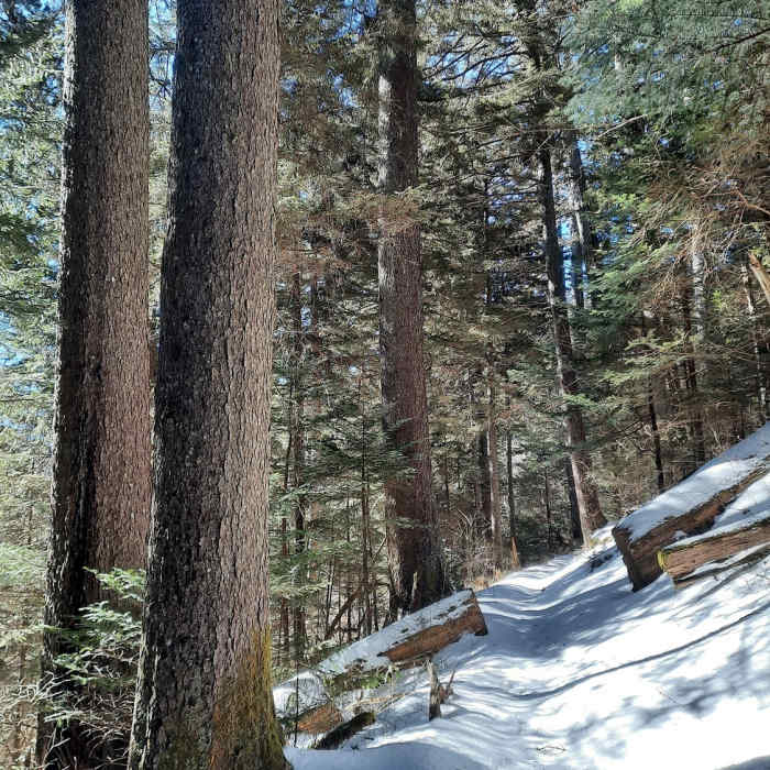 Near Tricorner Knob Loop via Appalachian Trail