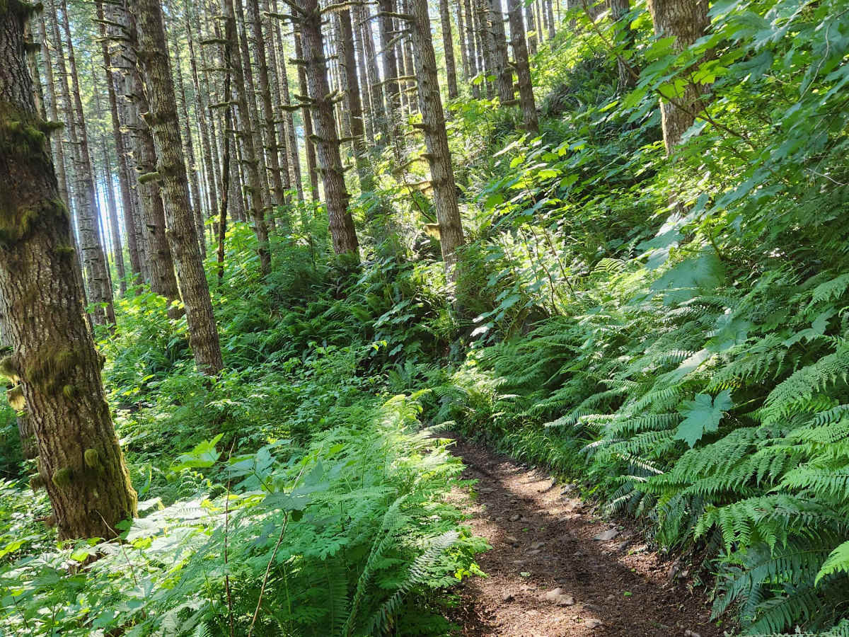 Larch Trail East photo 4