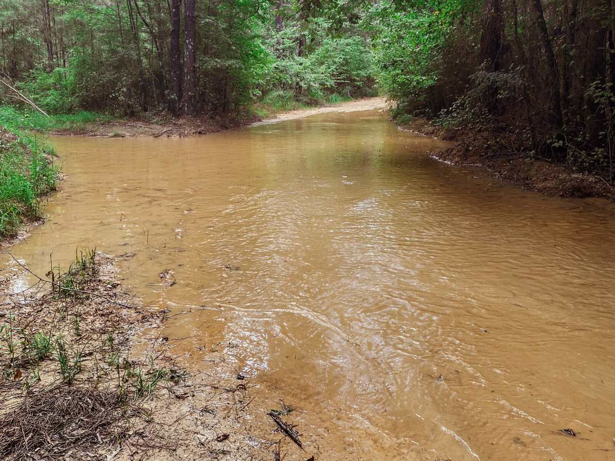 Pearl River Run trail photo