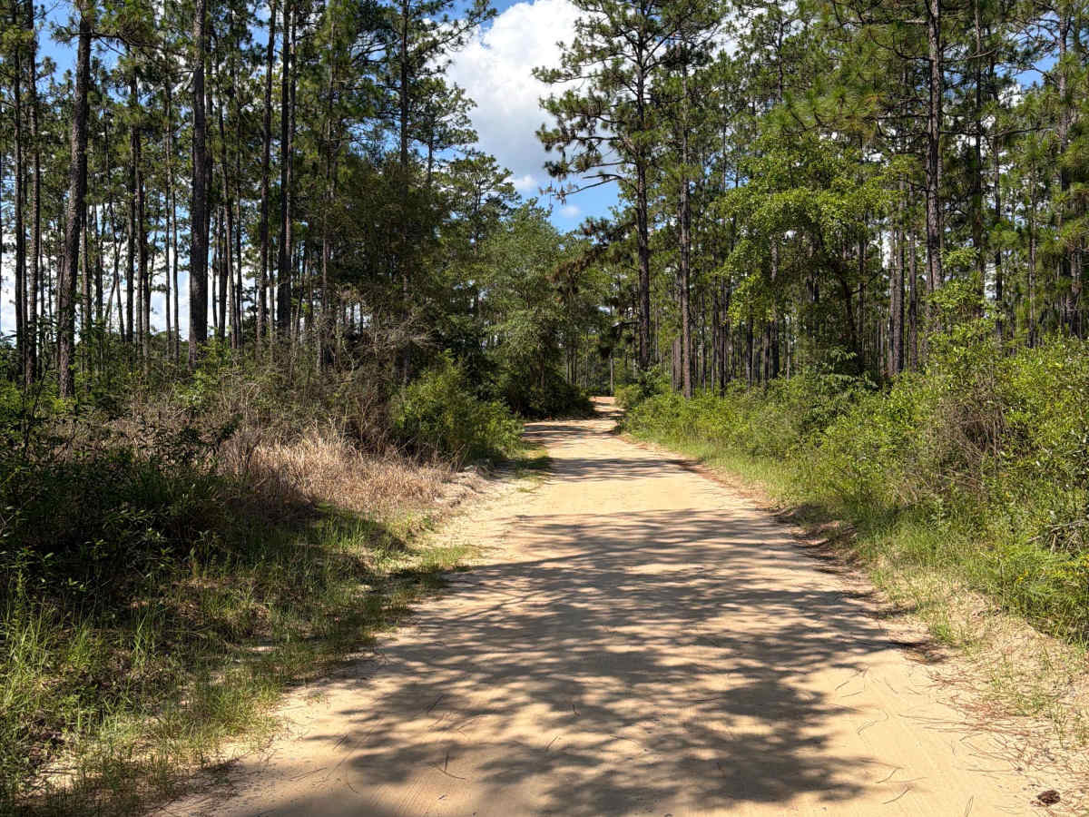 FS J221 trail photo