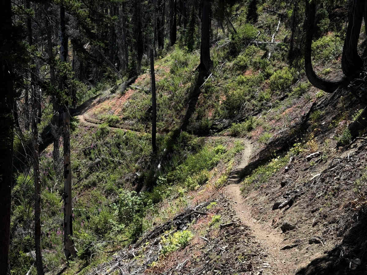 Way Creek Trail - FS 1235 photo 4