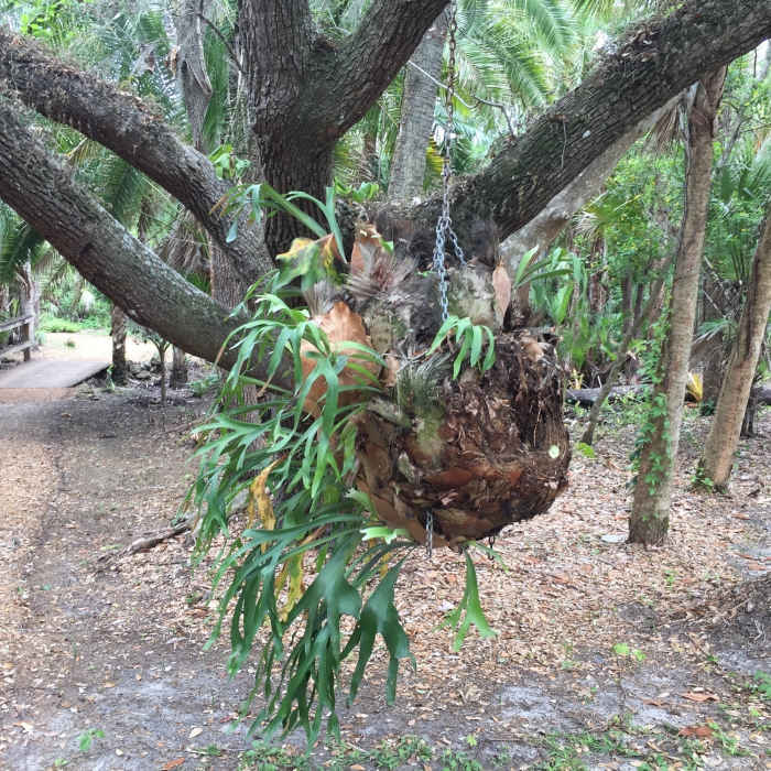 Staghorn Fern grow along the trail. Near Florida Institute of Technology Botanical Garden