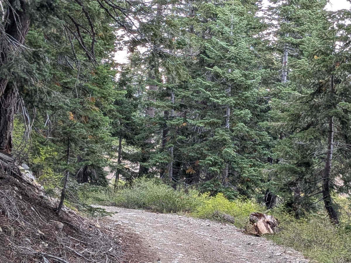 Cow Camp Creek Road trail photo