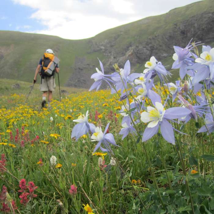 Columbines on Bowen Pass. Near Bowen Pass Trail #1136