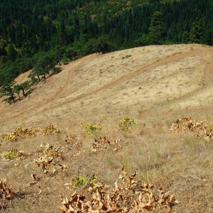 Zig-zaggy finish. Loose! Near Oak Ridge Trail