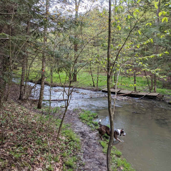 As you can see, that bridge is doing a lot of good :-P You do have to cross here, bridge or no bridge, so get ready to get wet! Near Abbot Loop