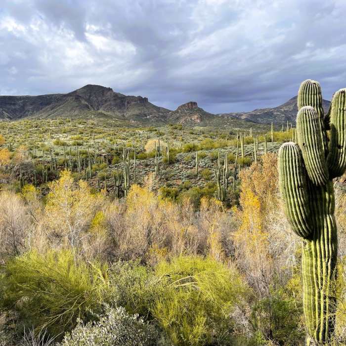 Near Dragonfly Trail
